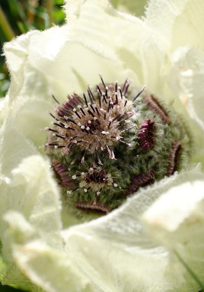 Trong những bộ tiểu thuyết của Kim Dung, Tuyết liên sơn được biết đến là loài thảo dược cực kỳ quý hiếm và chúng chỉ cho hoa 7 năm một lần.