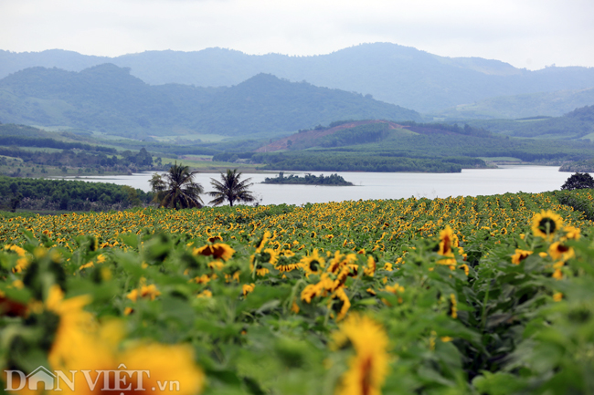 Cánh đồng hoa hướng dương rộng hàng chục hec ta nằm ở huyện Nghĩa Đàn, tỉnh Nghệ An.