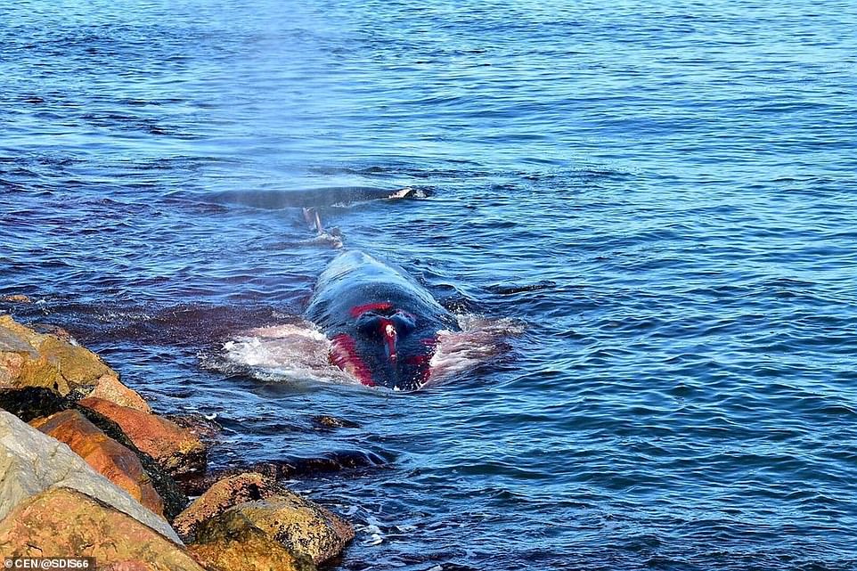 Pháp: Cá voi khổng lồ đẫm máu bơi vào cảng cầu cứu trong tuyệt vọng - 1