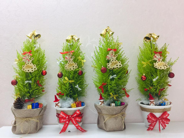 Loại cây có mùi thơm, giá rẻ hơn hoa đang hút khách mùa Noel - 2