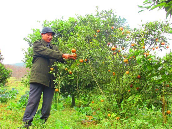 Trồng cam Canh, quả bé thôi, nhưng phải chống gậy, lãi 700 triệu/năm - 2