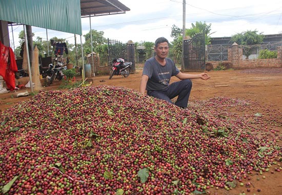 Cà phê chín đen trên vườn, nông dân &#34;đỏ mắt&#34; tìm người thu hái - 5