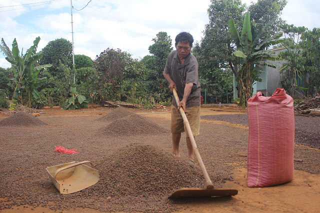 Cà phê chín đen trên vườn, nông dân &#34;đỏ mắt&#34; tìm người thu hái - 8