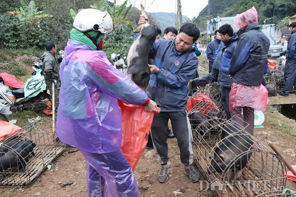 Đặc sản lợn &#34;cắp nách&#34; ở chợ phiên chợ vùng cao nơi núi rừng Sơn La - 6