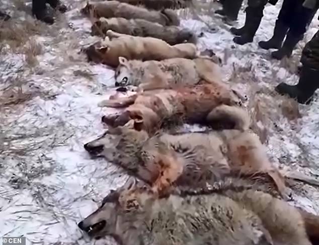 Video: Thợ săn ăn sống tim sói để trả thù gây tranh cãi ở Kazakhstan - 1