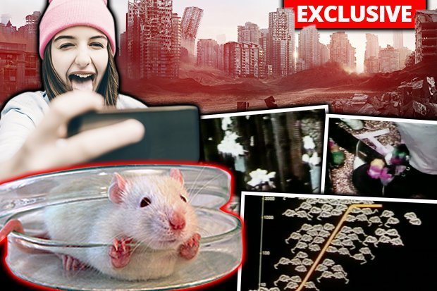 Thí nghiệm trên chuột dự báo sự tuyệt diệt của nhân loại - 1