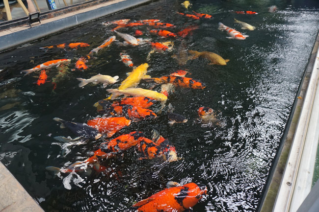 Có lẽ đây là bể cá Koi lớn nhất ở Việt Nam mà tôi từng được mục sở thị. Hiện nó được anh Nguyễn Sỹ Quyền (Pleiku - Gia Lai) sở hữu.