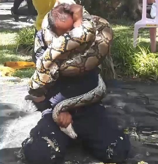 Video: Firefighter suffers from being trapped by a 5 meter long python - 1