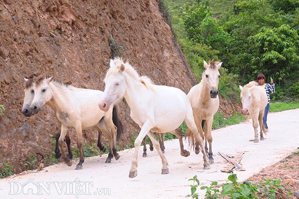 Ở nơi này, dân đổi đời nhờ nuôi loài bạch mã trên thảo nguyên - 4