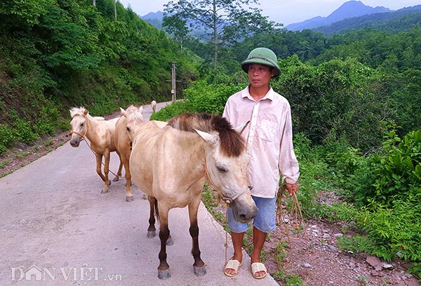 Ở nơi này, dân đổi đời nhờ nuôi loài bạch mã trên thảo nguyên - 5