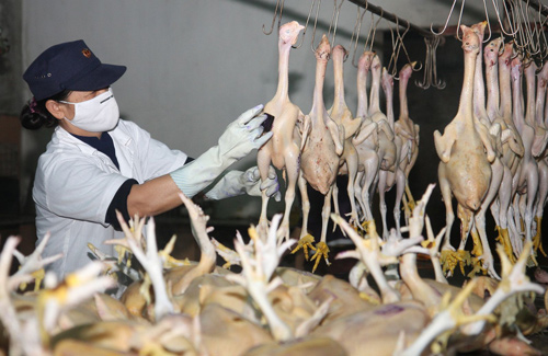 Bỏ kiểm dịch động vật, hàng thải loại có cơ hội tuồn vào Việt Nam - 1