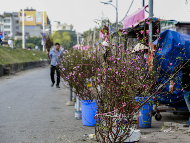 Tết Dương lịch năm nào anh cũng mua đào nở sớm về chơi. “Dù không theo Tết Tây, tôi vẫn mua về chơi cho có không khí xuân về. Những cành đào này chơi bền lắm, có cành chơi được 2 tháng mới nở hết nụ”, anh cho hay.