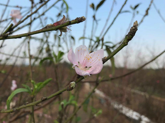 Một số người cho rằng những cành đào này không phải đào Nhật Tân mà được các tiểu thương nhập từ một nhà vườn ở đâu đó.