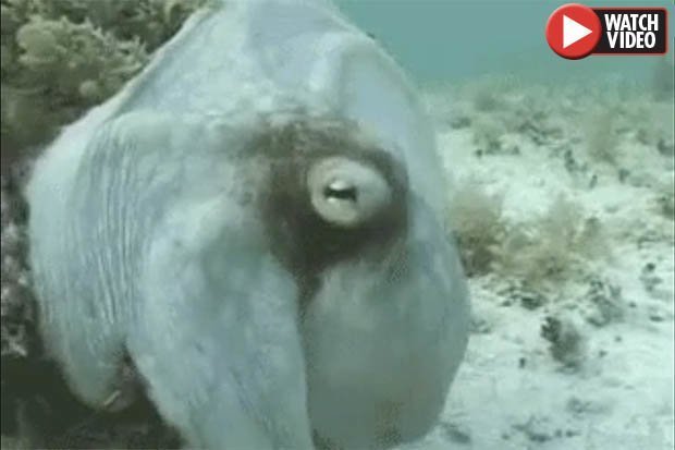 Video: Bạch tuộc “biến hình” nhanh như chớp gây kinh ngạc - 1
