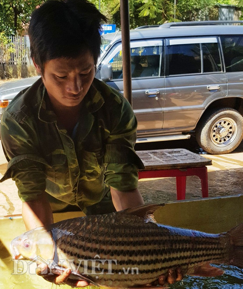 Ly kỳ chiến thuật săn &#34;thủy quái&#34; của &#34;sát thủ&#34; cá bên dòng Sê San - 3