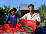 Thị trường - Tiêu dùng - Độc đáo: Nuôi tôm càng xanh toàn đực trên ruộng, chưa ai bị thua lỗ