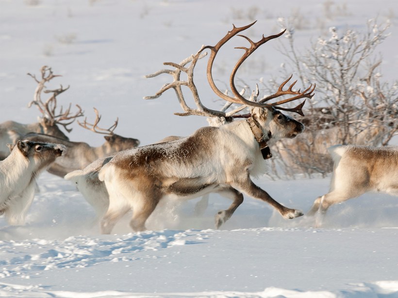 Phải chăng đây chính là nơi ở của ông già Noel? - 2