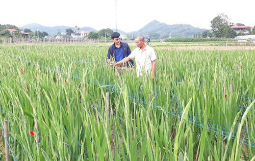 Bỏ rau sạch, trồng hoa thu nhập 400-500 triệu đồng mỗi năm - 1