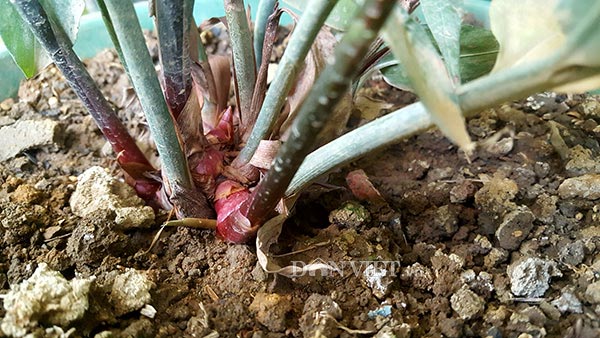 Lạ mà hay: Giống gừng hoang “thơm&#34; mùi bọ xít, bán 500 ngàn/kg - 3