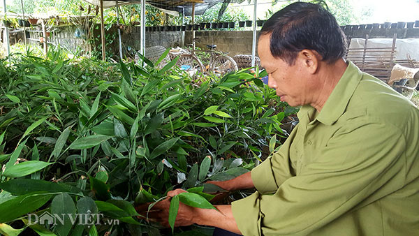 Lạ mà hay: Giống gừng hoang “thơm&#34; mùi bọ xít, bán 500 ngàn/kg - 5