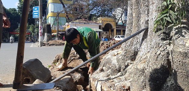 Hòa Bình: Bàng hoàng nhìn cảnh 50 cây hoa sữa cổ thụ bị &#34;tàn sát&#34; - 2