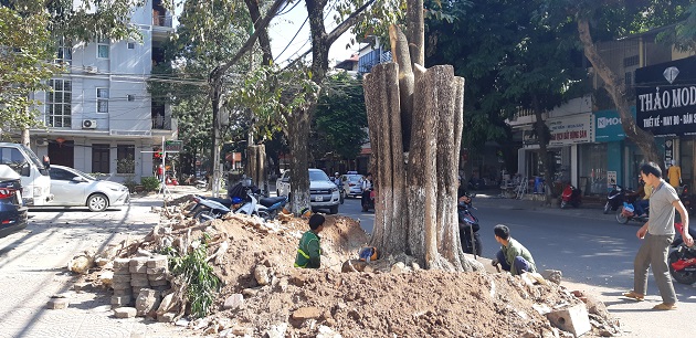 Hòa Bình: Bàng hoàng nhìn cảnh 50 cây hoa sữa cổ thụ bị &#34;tàn sát&#34; - 4