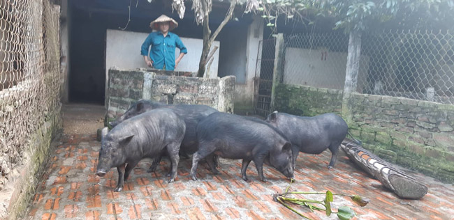 Phối &#34;lung tung&#34; ra loài lợn &#34;thập cẩm&#34; siêu khỏe, thịt cực ngon - 1