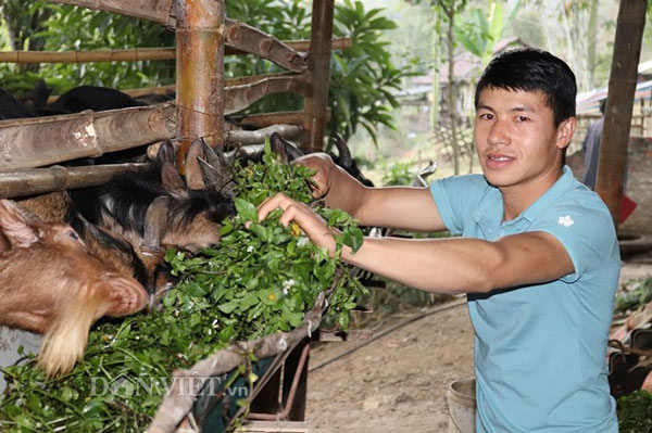 9x bản Thái “chỉ huy” đàn dê núi 80 con, lãi 150 triệu/năm - 1