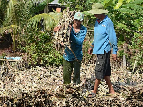 Chuối ế, mía ế, U Minh Thượng lo mất Tết - 1