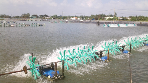 Lao theo giá, nhà nông “đánh cược” vụ tôm tết - 2