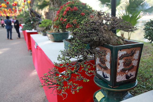 Tác phẩm bonsai mini chiếm chủ yếu phần trưng bày. Theo anh Việt Quân &#40;Hà Nội&#41;, người có nhiều tác phẩm trưng bày cho biết, chăm sóc cây nhỏ khó hơn cây to.&nbsp; Để có một tác phẩm cây cảnh nhỏ mà đẹp, người chơi&nbsp;phải có kinh nghiệm và hiểu&nbsp;biết tính năng, thổ nhưỡng của từng loại sao cho hợp.