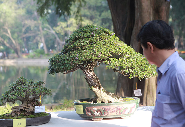 Tác phẩm mai chiếu thủy của anh Việt Quân được nhiều du khách chiêm ngưỡng. Theo chủ nhân của tác phẩm, mai chiếu thuỷ có xuất xứ miền nam và miền tây, đặc điểm hoa thơm lá nhỏ, làm bon sai rất hợp.