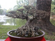 Thị trường - Tiêu dùng - Dàn cây bonsai &quot;nhỏ mà có võ” ở Hà Nội, có cây lên tới hàng tỷ đồng