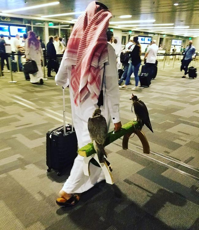 Hình ảnh hiếm thấy ở các sân bay quốc tế khác nhưng lại là chuyện bình thường ở sân bay Doha ở Qatar.