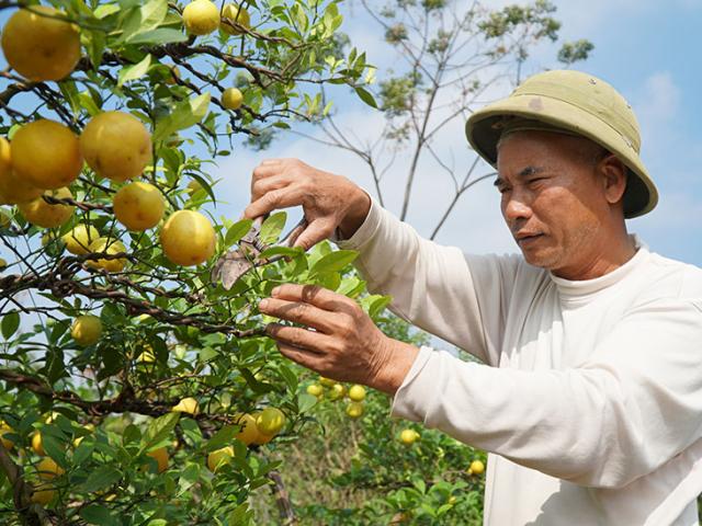 Clip: Chanh vàng tứ quý chơi Tết 70 triệu đồng/chậu lo không đủ bán