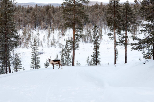 Lapland, Phần Lan: Vùng đất Lapland nằm ở cực bắc của Phần Lan và là một trong những nơi có phong cảnh mùa đông đẹp nhất mà bạn sẽ thấy. Du khách có thể thăm quê hương của ông già Noel, đi xe tuần lộc kéo và ngắm ánh sáng bắc cực quang.