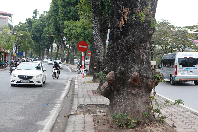 Ngắm hàng cây ở Thủ đô sắp bị &#34;khai tử&#34; trong ngày đầu năm mới - 3