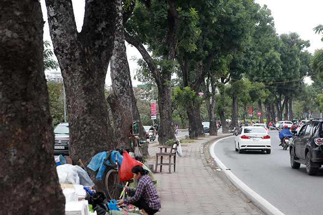 Ngắm hàng cây ở Thủ đô sắp bị &#34;khai tử&#34; trong ngày đầu năm mới - 2