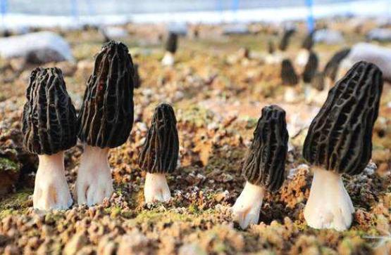 NấmThe Black Morel (Morchella conica) này được đánh giá cao bởi các đầu bếp sành ăn, đặc biệt là ẩm thực Pháp.&nbsp;