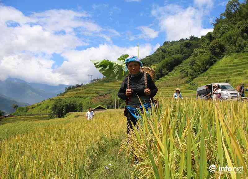 Thả hồn ở Y Tý trong mùa lúa chín - 3