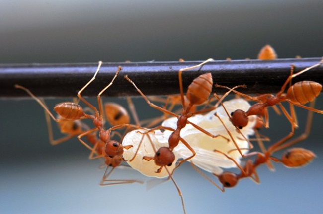 Trong suy nghĩ của nhiều người, kiến là loài vật có thể cắn dẫn đến các vết ngứa, sưng đau. Nhưng có một loại kiến đỏ ở Ấn Độ là nguyên liệu tạo ra một món ăn được nhiều người biết đến.