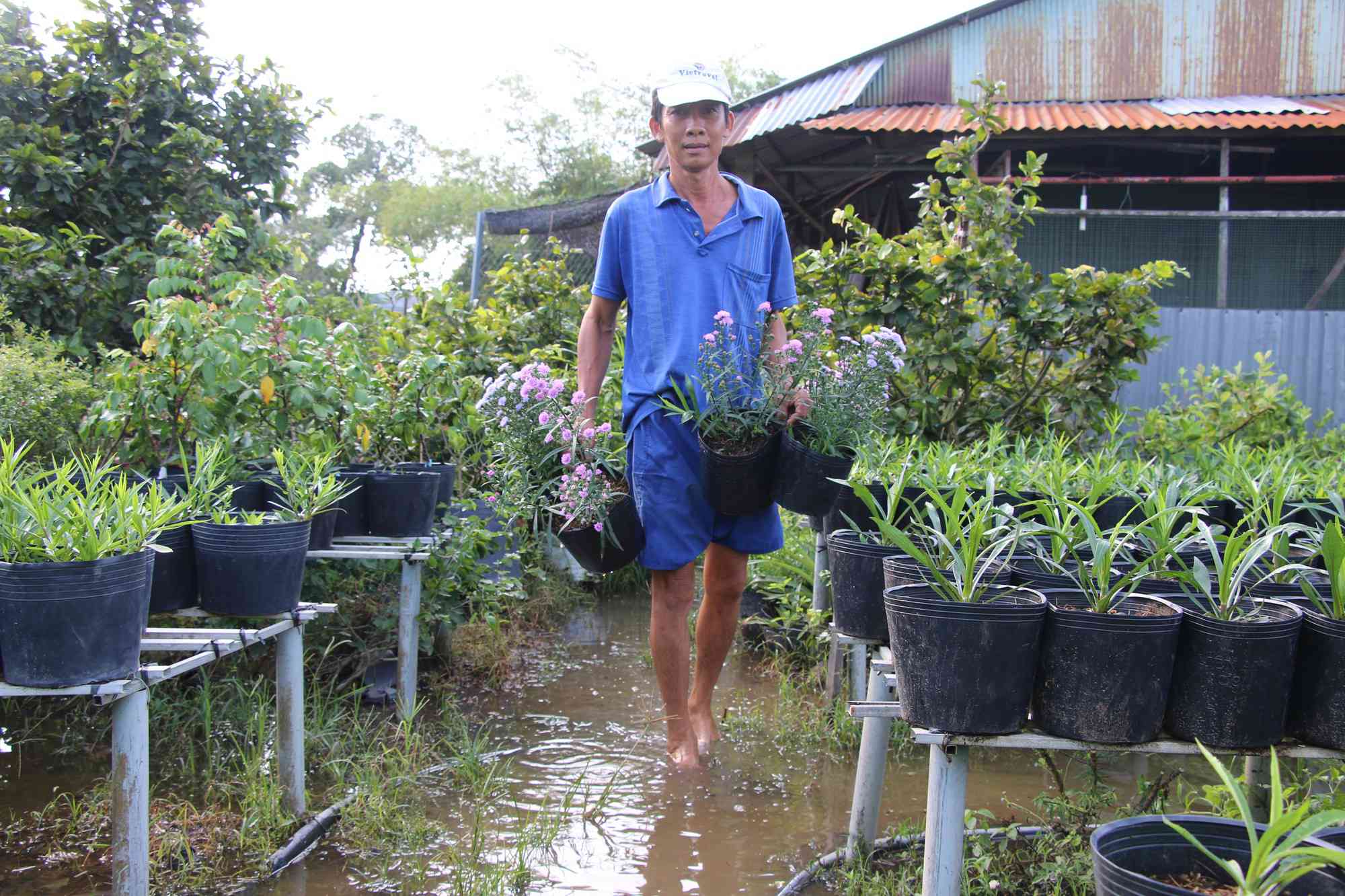 Nông dân trồng hoa phải di chuyển hoa lên giàn cao để chống ngập úng