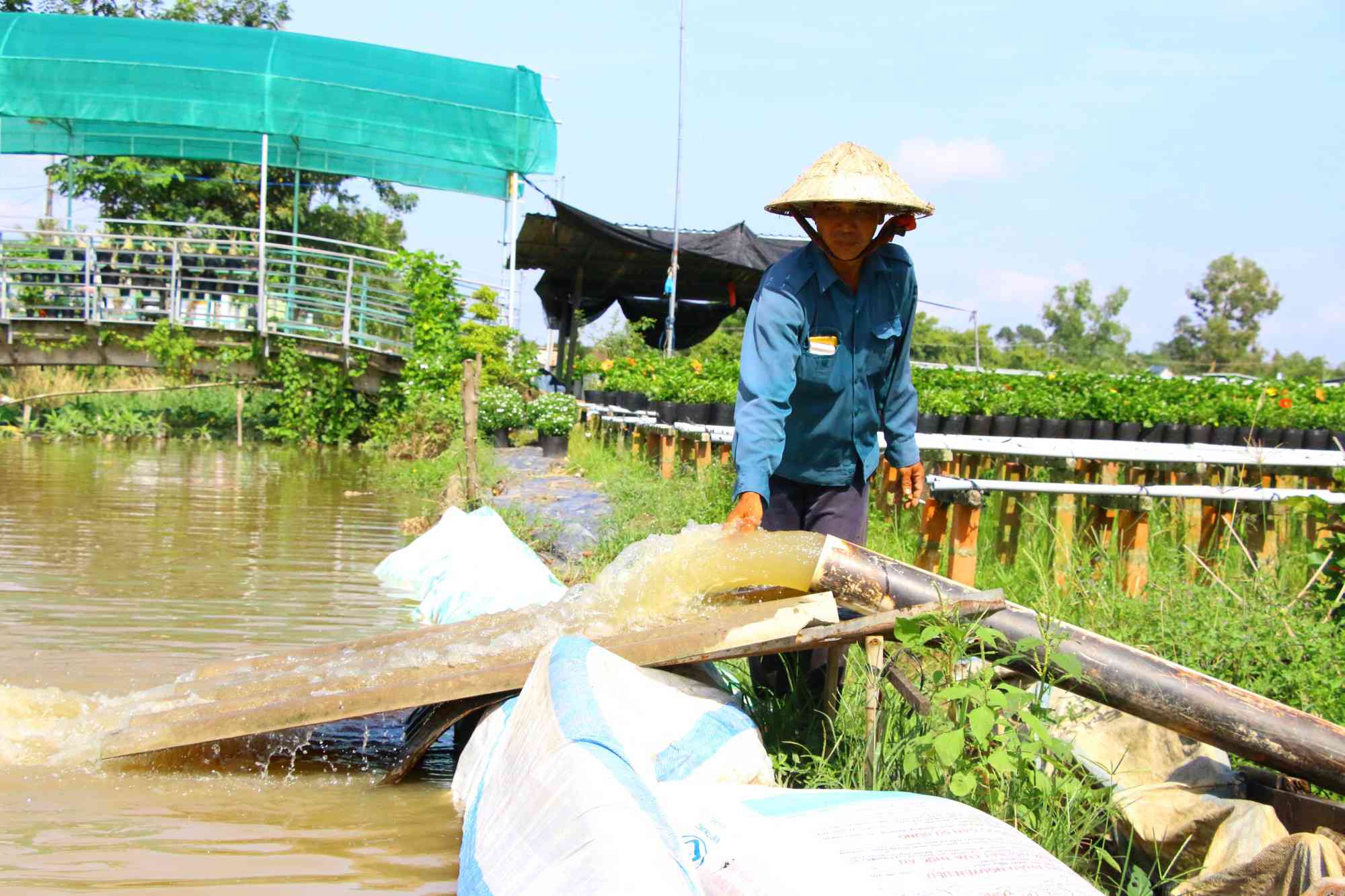 Nông dân trồng hoa Sa Đéc phải dùng máy bơm để chống ngập