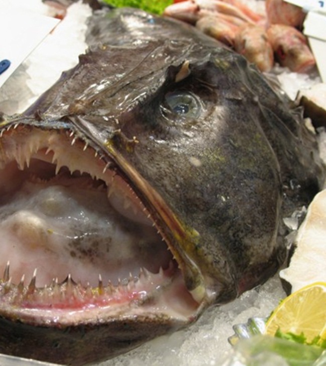 Thậm chí, loài cá này còn được gọi là "quỷ biển".