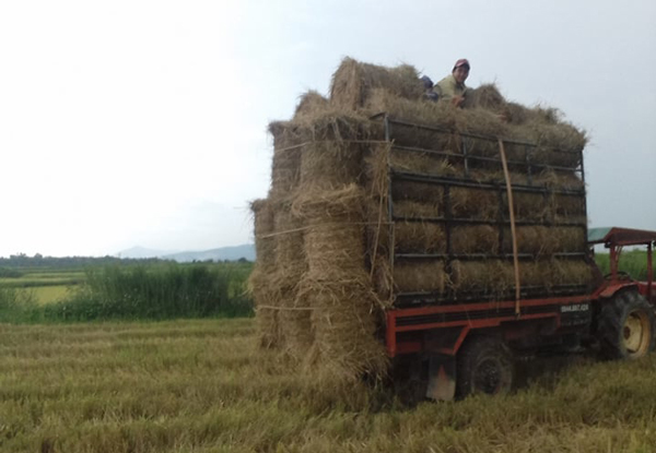 Rơm khô được các gia đình nuôi bò, trồng thanh long, tiêu... mua về sử dụng.