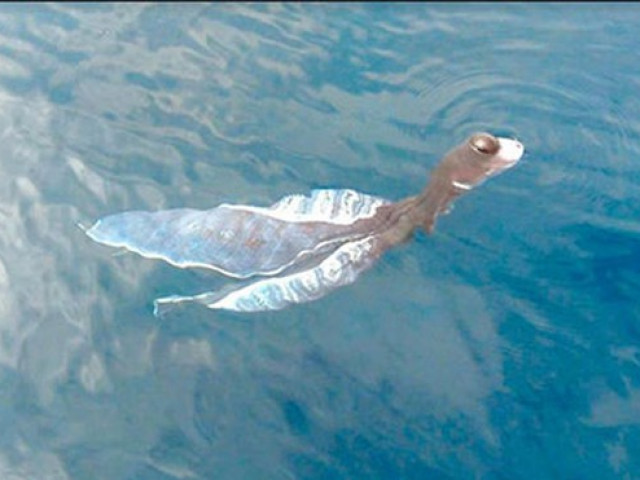 Thực hư “thủy quái” xuất hiện ở đảo Phú Quý