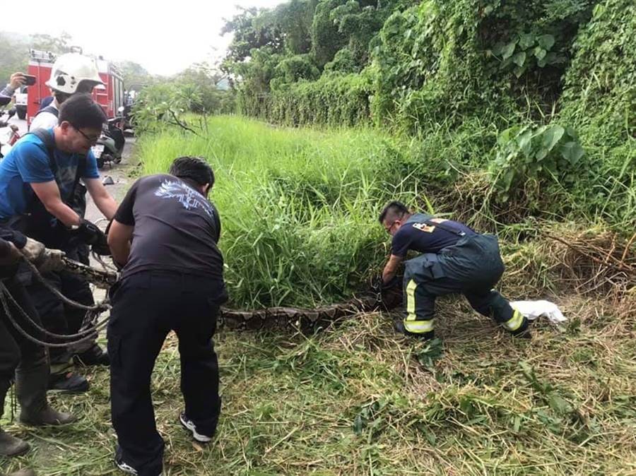 8 nhân viên cứu hỏa được điều động đến bắt trăn vì nó quá lớn. Ảnh: Taiwan News