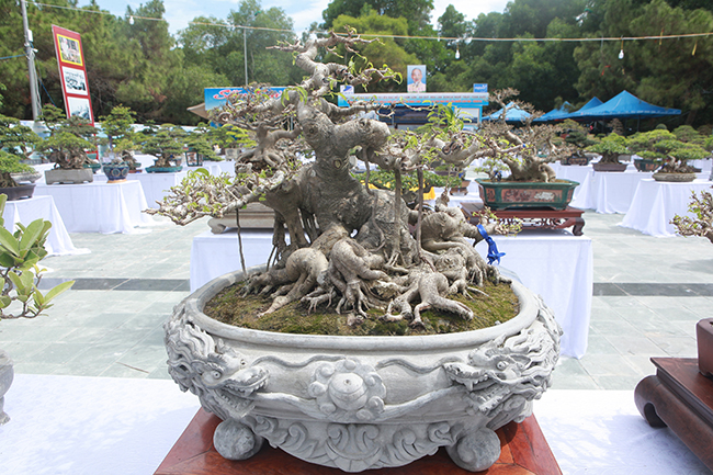 Theo ông Nhân, giá trị của cây bonsai một phần nằm ở độ khó khi tạo tác mà chỉ những nghệ nhân có kỹ thuật tay nghề cao mới làm được.