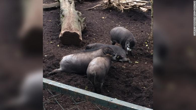 Gia đình lợn Visayan ở vườn&nbsp;thú Paris biết dùng công cụ để đào đất, xây tổ.