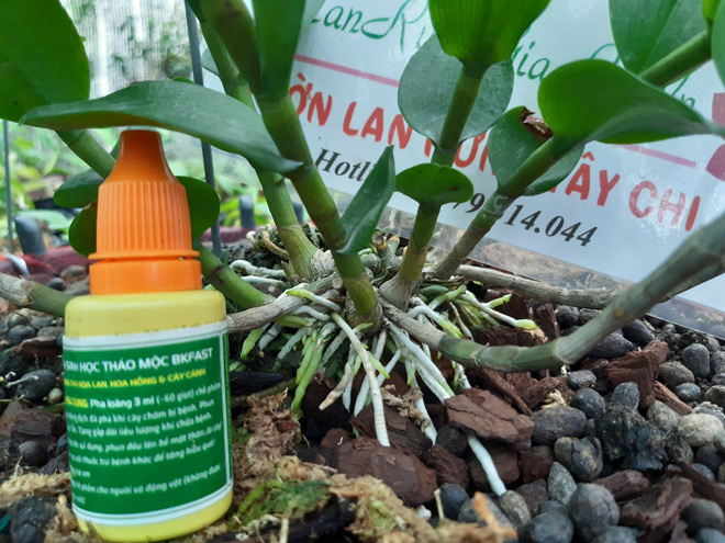 Bộ Rễ Phát Triển Mạnh Nhờ Thảo Mộc BK-Fast